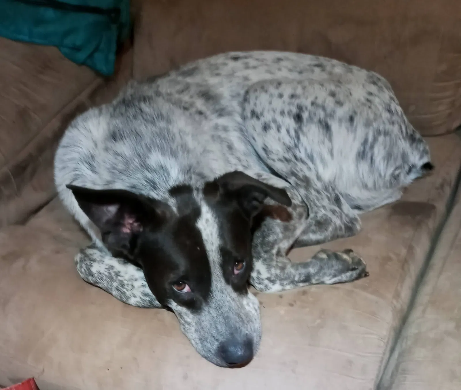 Lost dog in Byhalia, MS, 38611