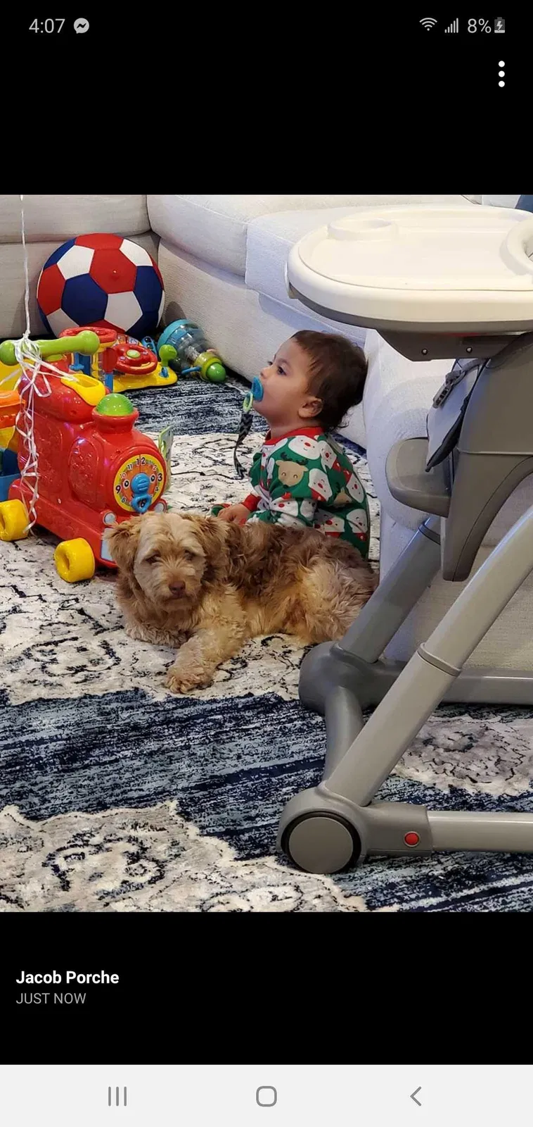 Lost dog in Westwego, LA, 70094