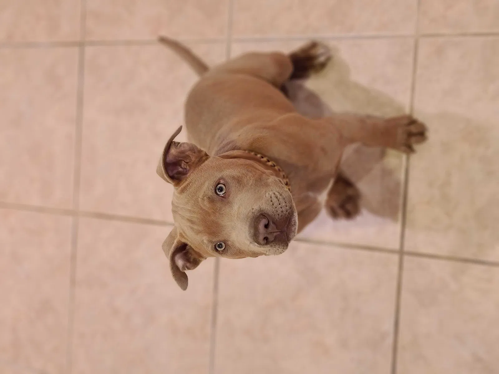 Lost dog in Tucson, AZ, 85756