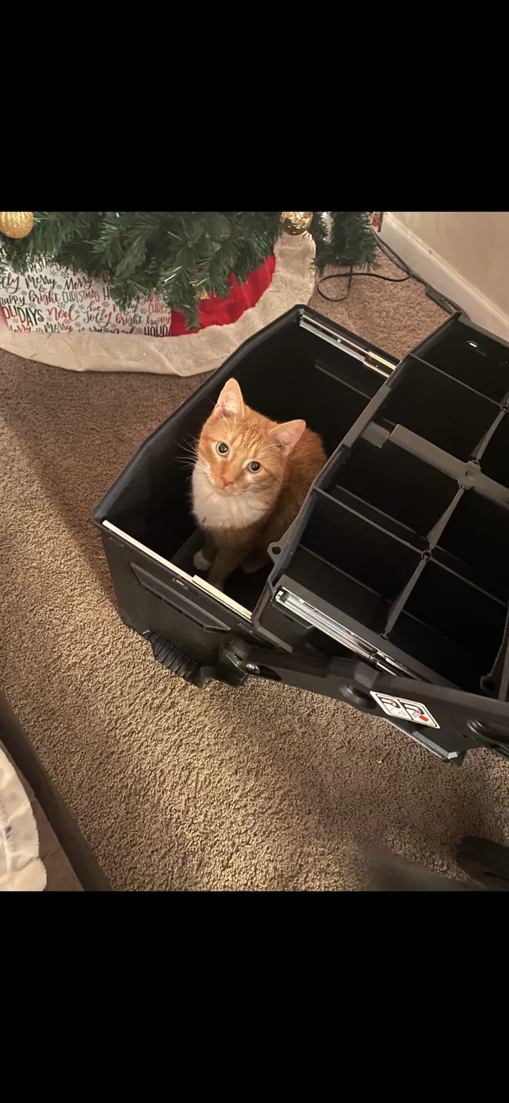 Lost cat in Burnsville, MN, 55337