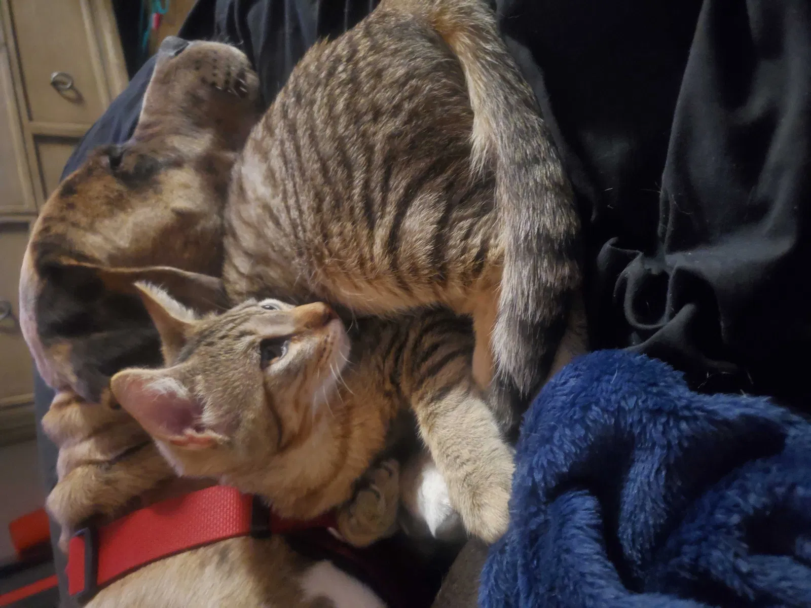 Lost cat in Oakley, CA, 94561