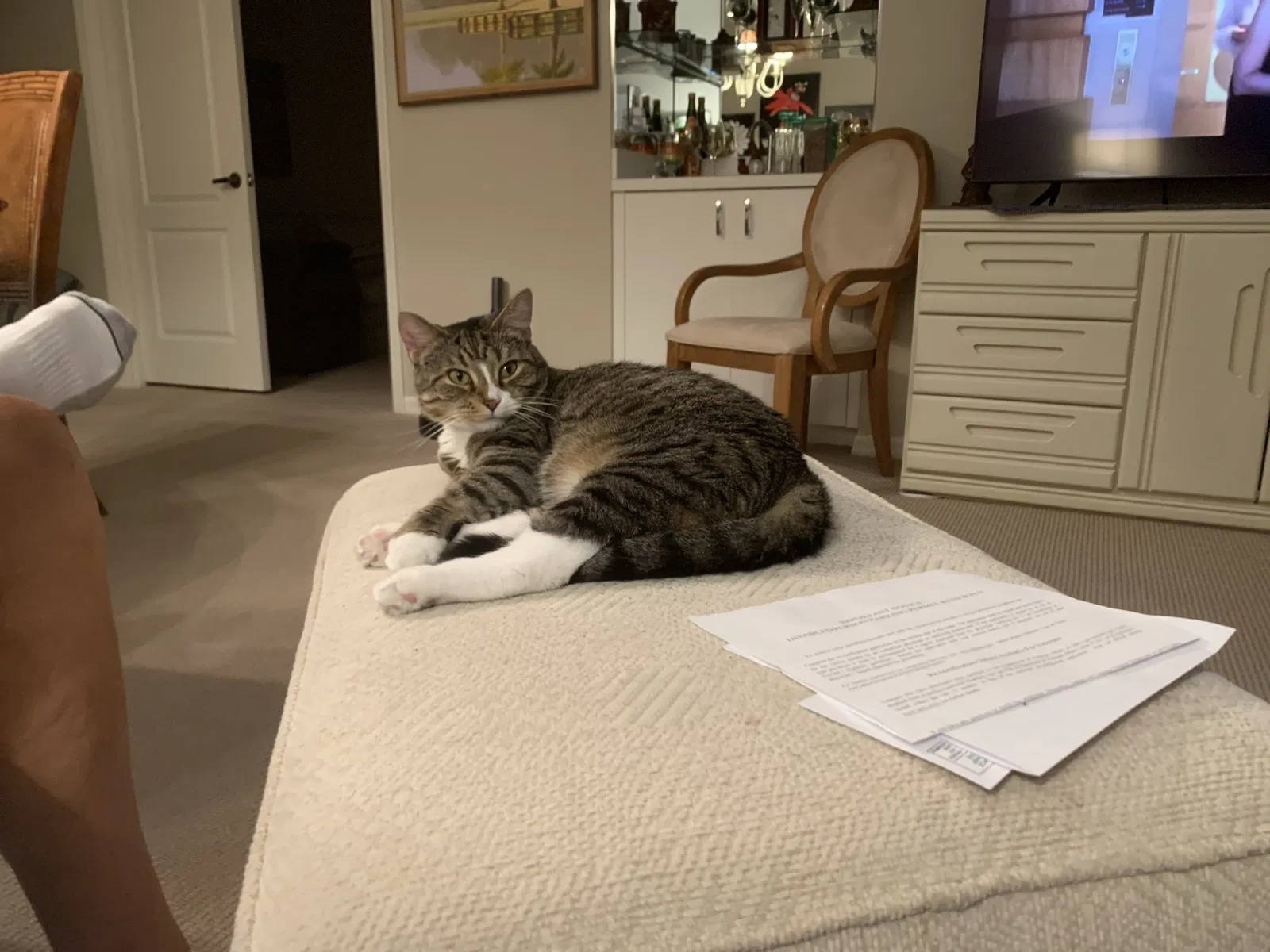 Lost cat in Fort Myers, FL, 33912