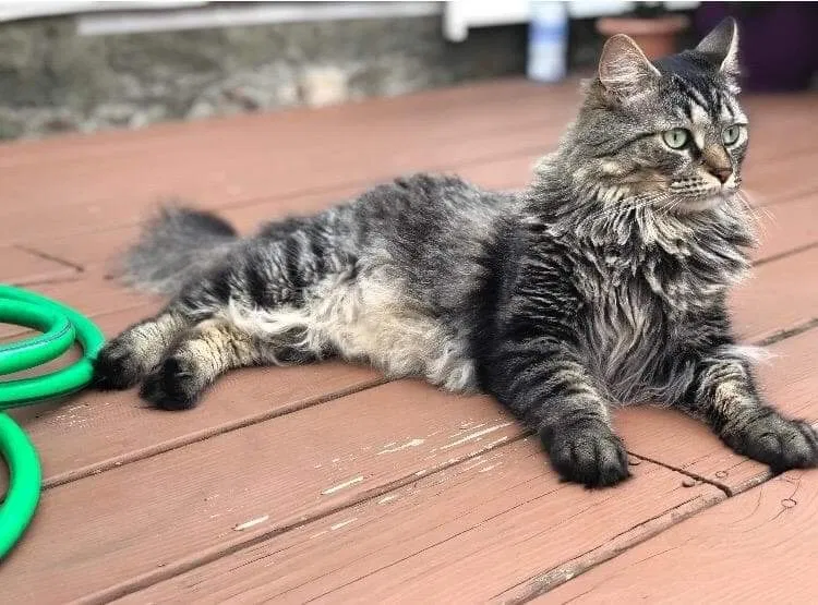 Lost cat in Staten Island, NY, 10309