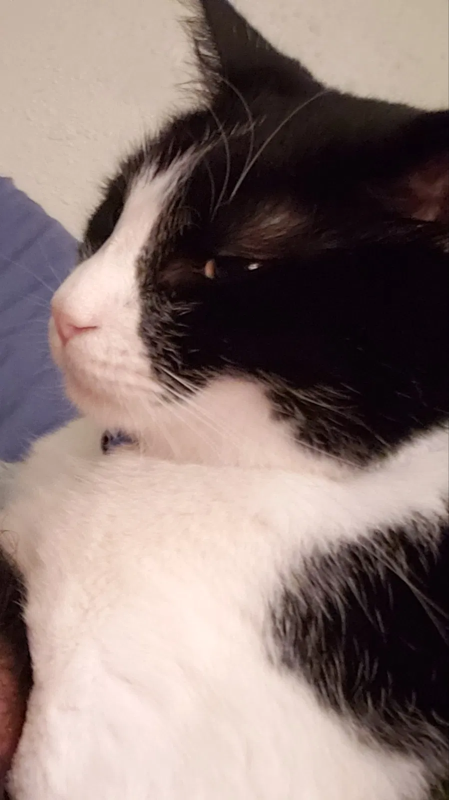 Lost cat in San Antonio, TX, 78213