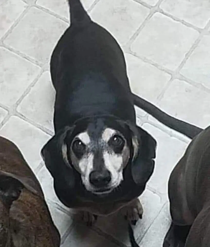 Lost dog in Huntsville, AL, 35803