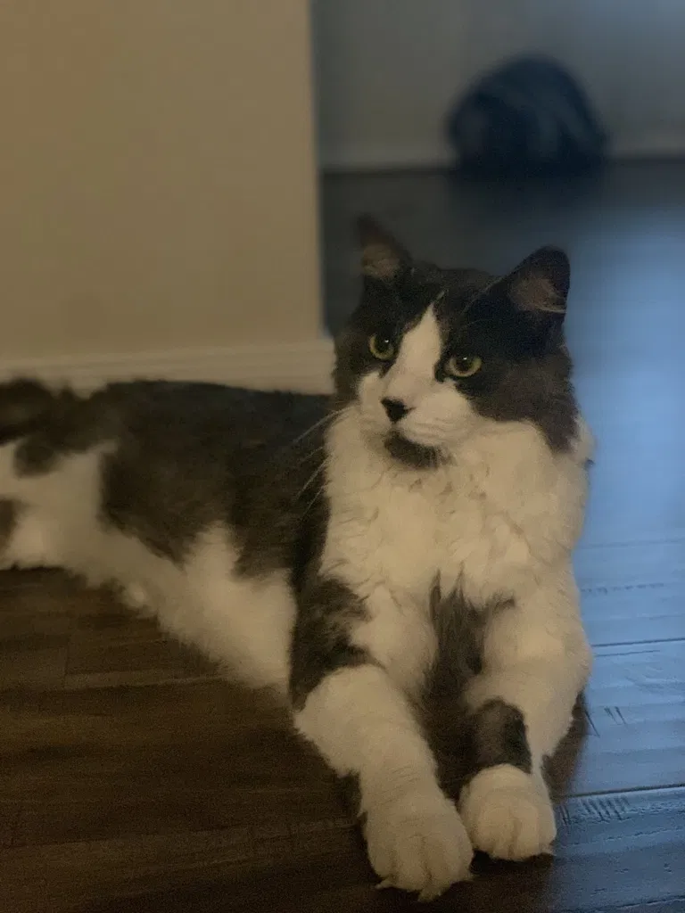 Lost cat in Missouri City, TX, 77489