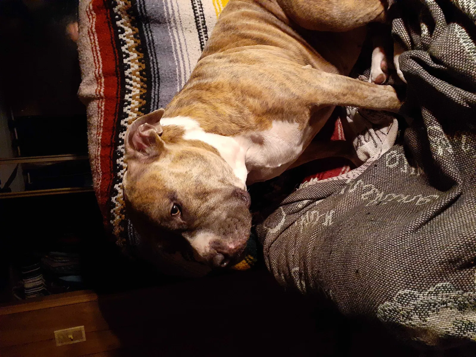 Lost dog in Fruitland Park, FL, 34731