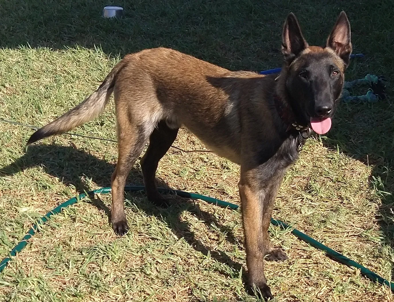 Lost dog in Harlingen, TX, 78550