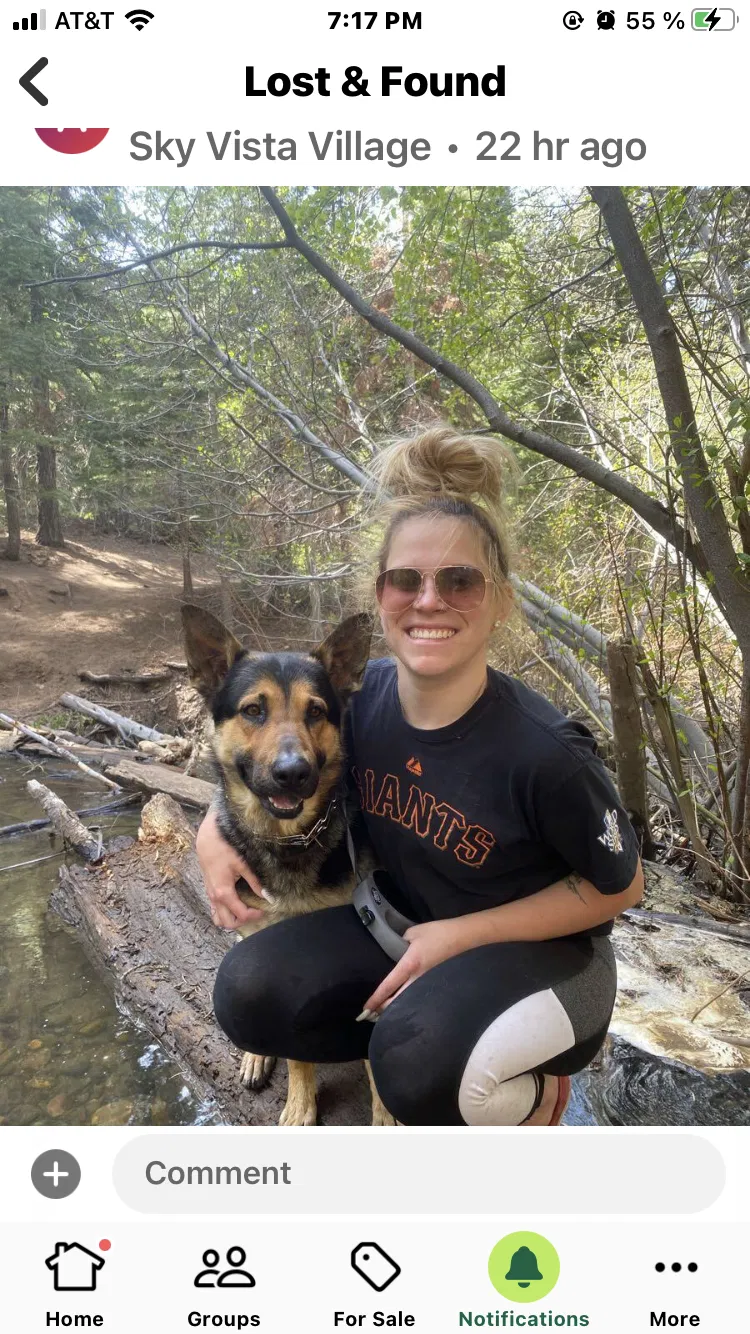 Lost dog in Reno, NV, 89506