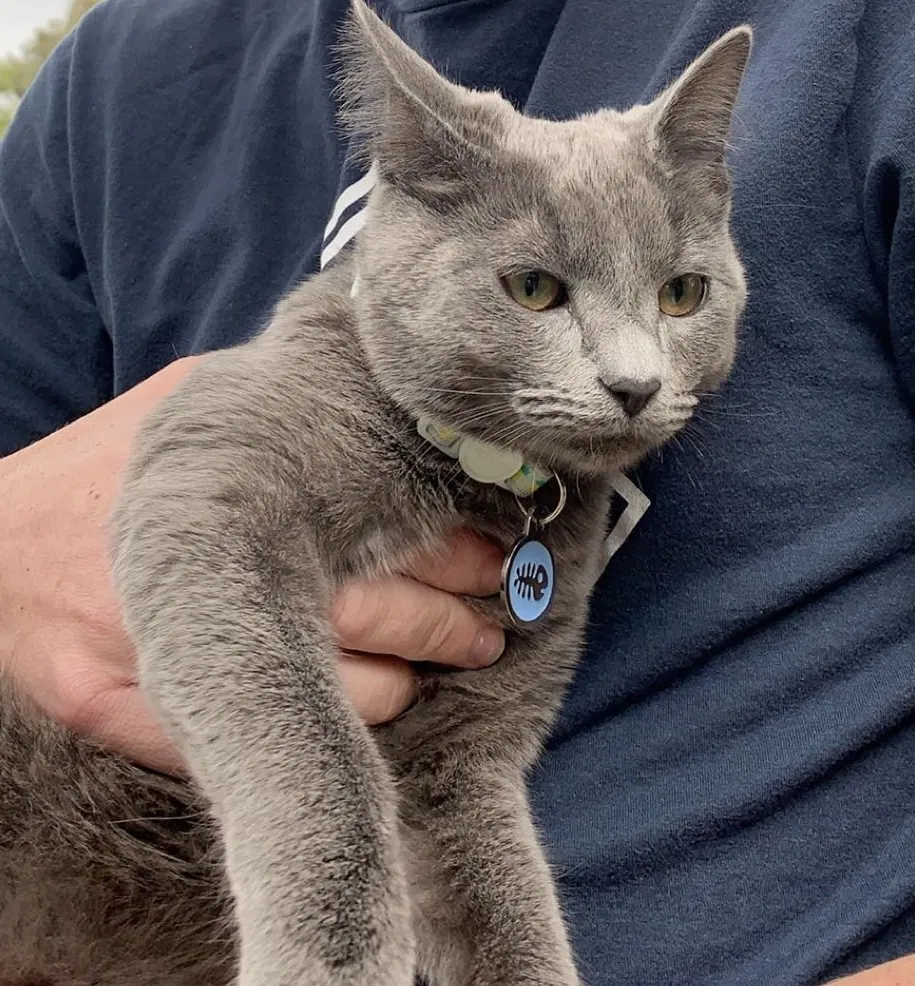 Lost cat in Rancho Santa Margarita, CA, 92688