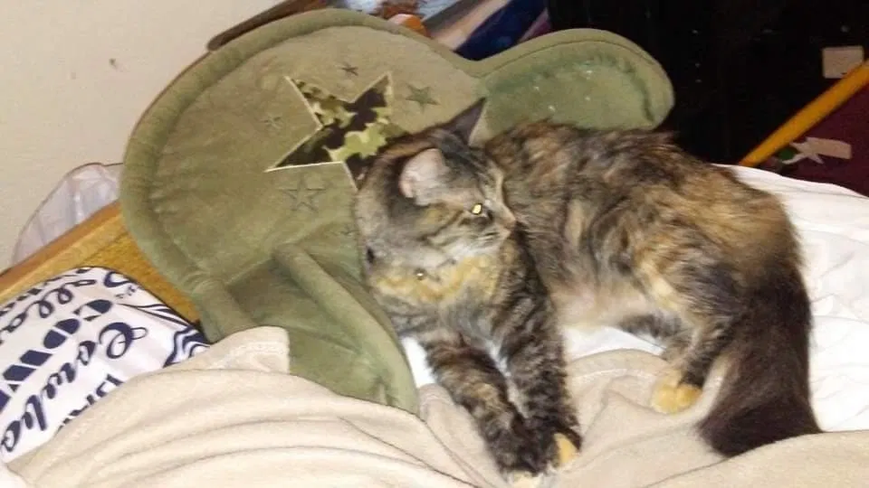 Lost cat in Lewisville, TX, 75067