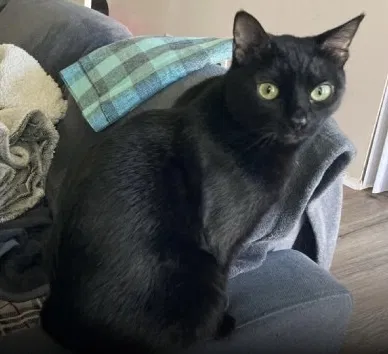 Lost cat in Azusa, CA, 91702
