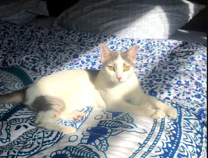 Lost cat in Chandler, AZ, 85224