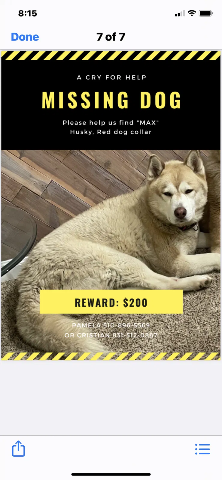 Lost dog in Salinas, CA, 93906
