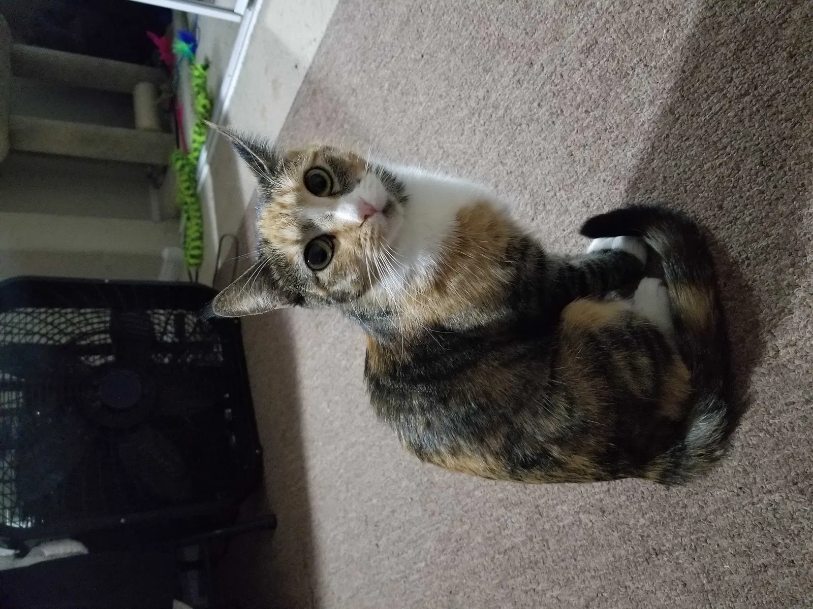 Lost cat in Henderson, NV, 89014