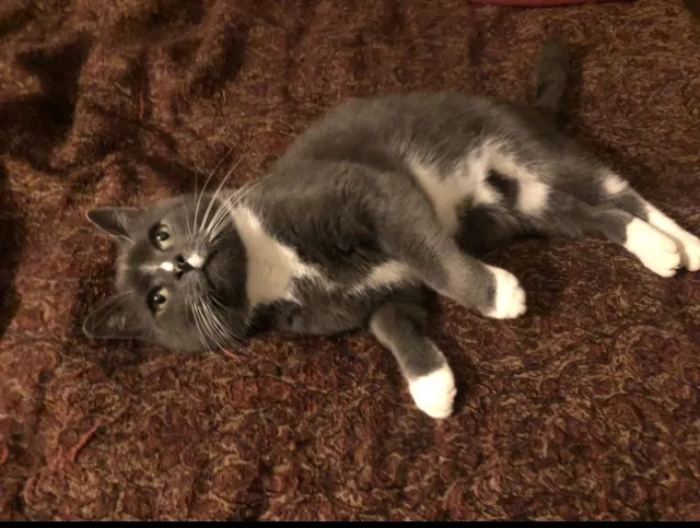 Lost cat in Mohnton, PA, 19540