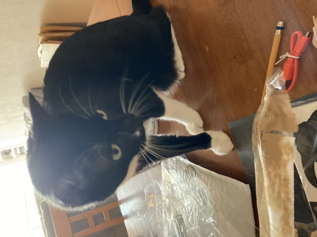 Lost cat in Austin, TX, 78749