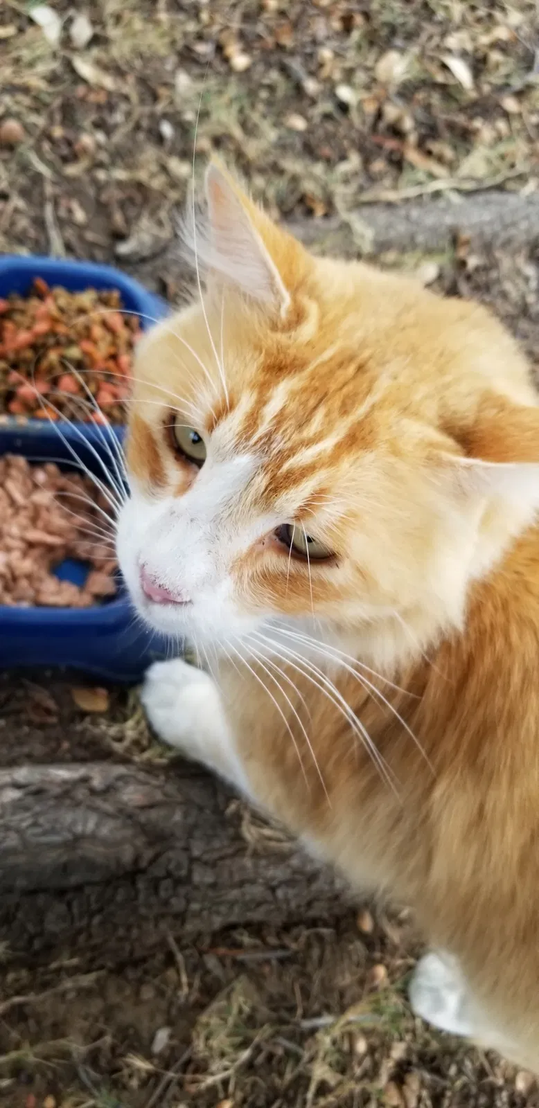 Lost cat in Keller, TX, 76244