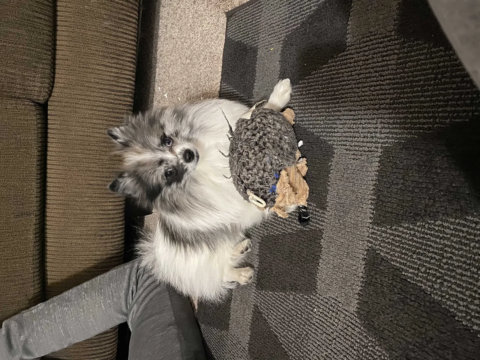 Lost dog in Great Falls, MT, 59405