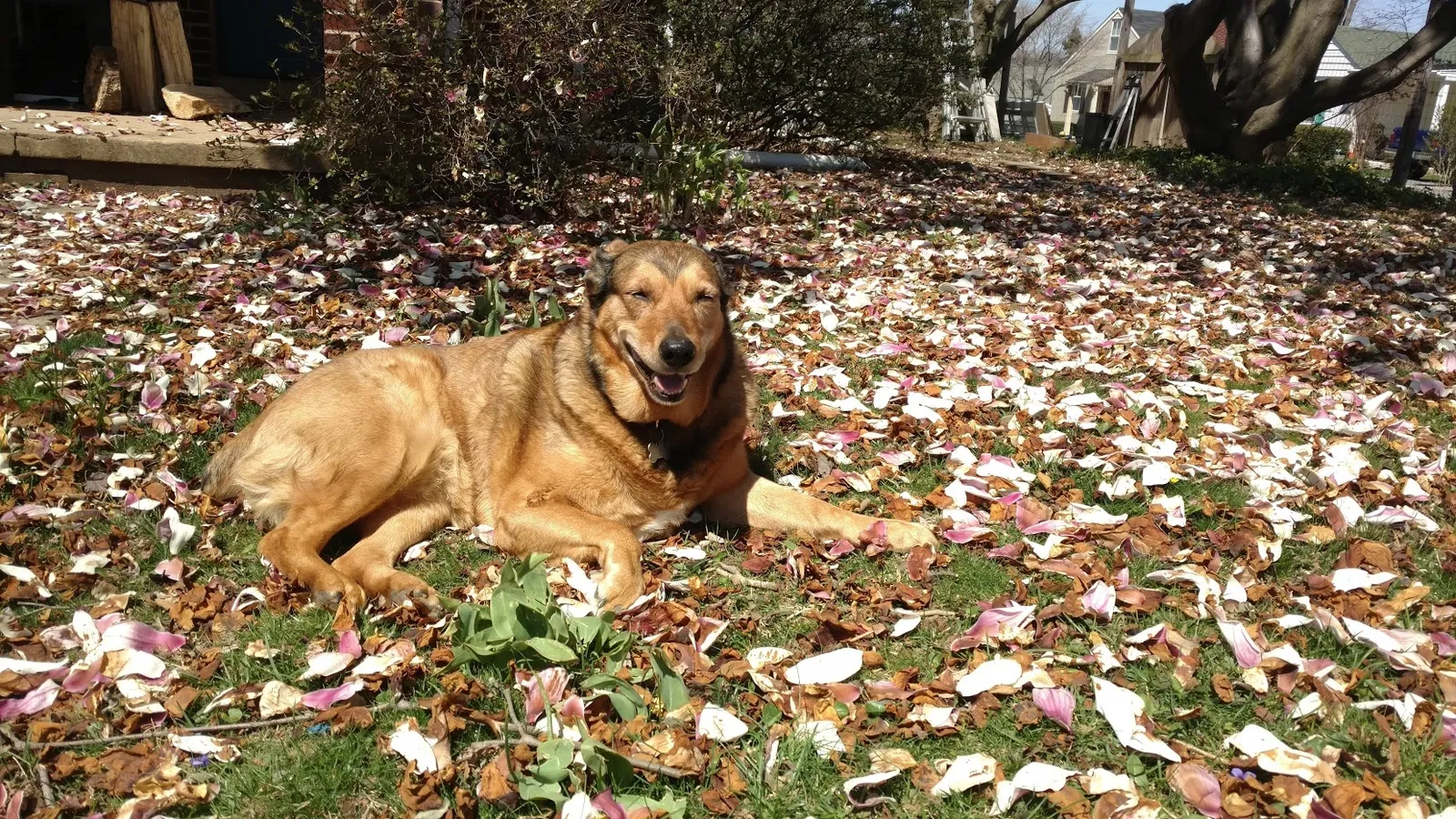 Lost dog in Penn Run, PA, 15765