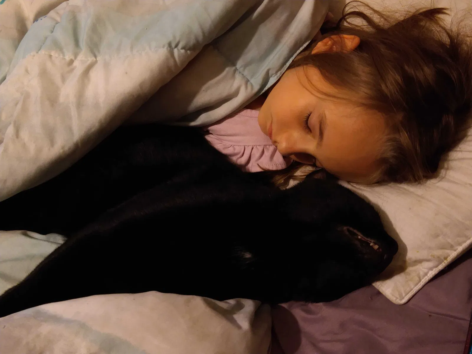 Lost cat in Mary Esther, FL, 32569