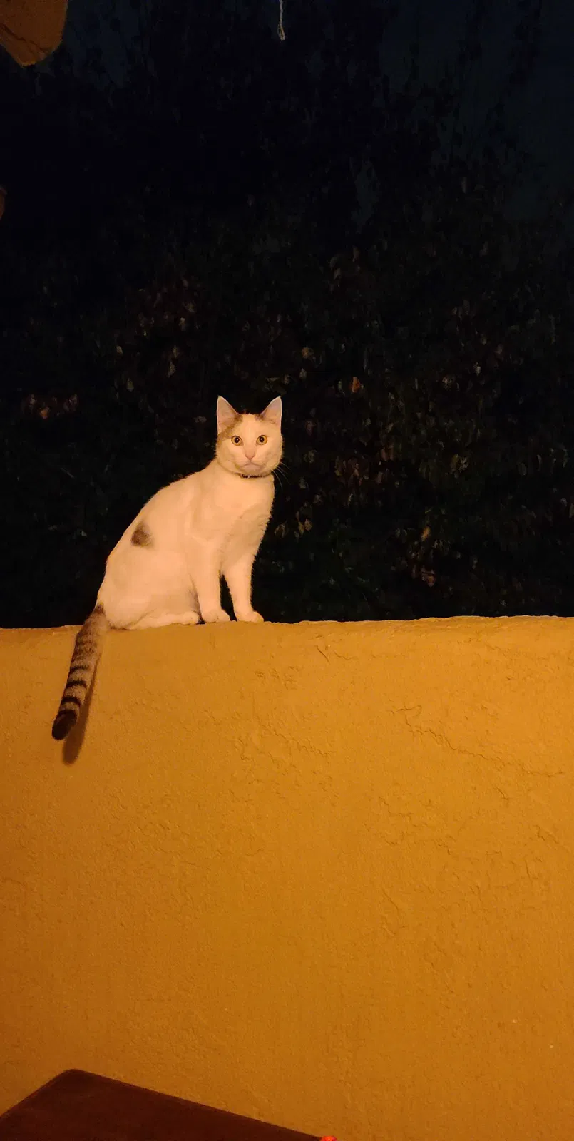 Lost cat in Pueblo, CO, 81001