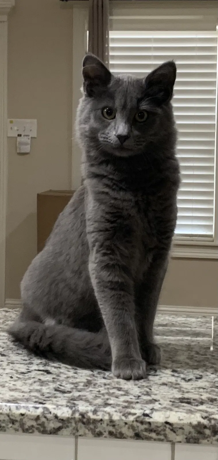 Lost cat in Lubbock, TX, 79410