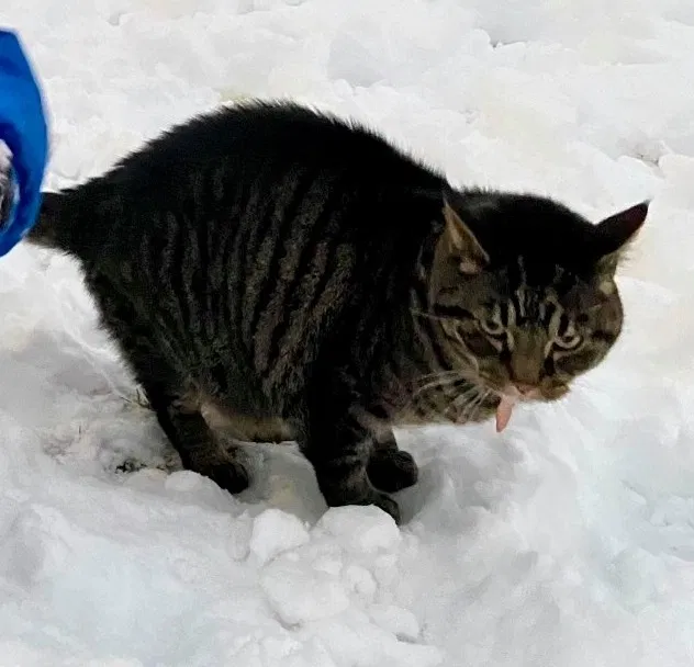 Lost cat in Logan, UT, 84341
