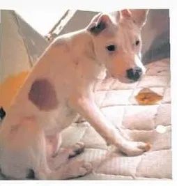 Lost dog in San Angelo, TX, 76901
