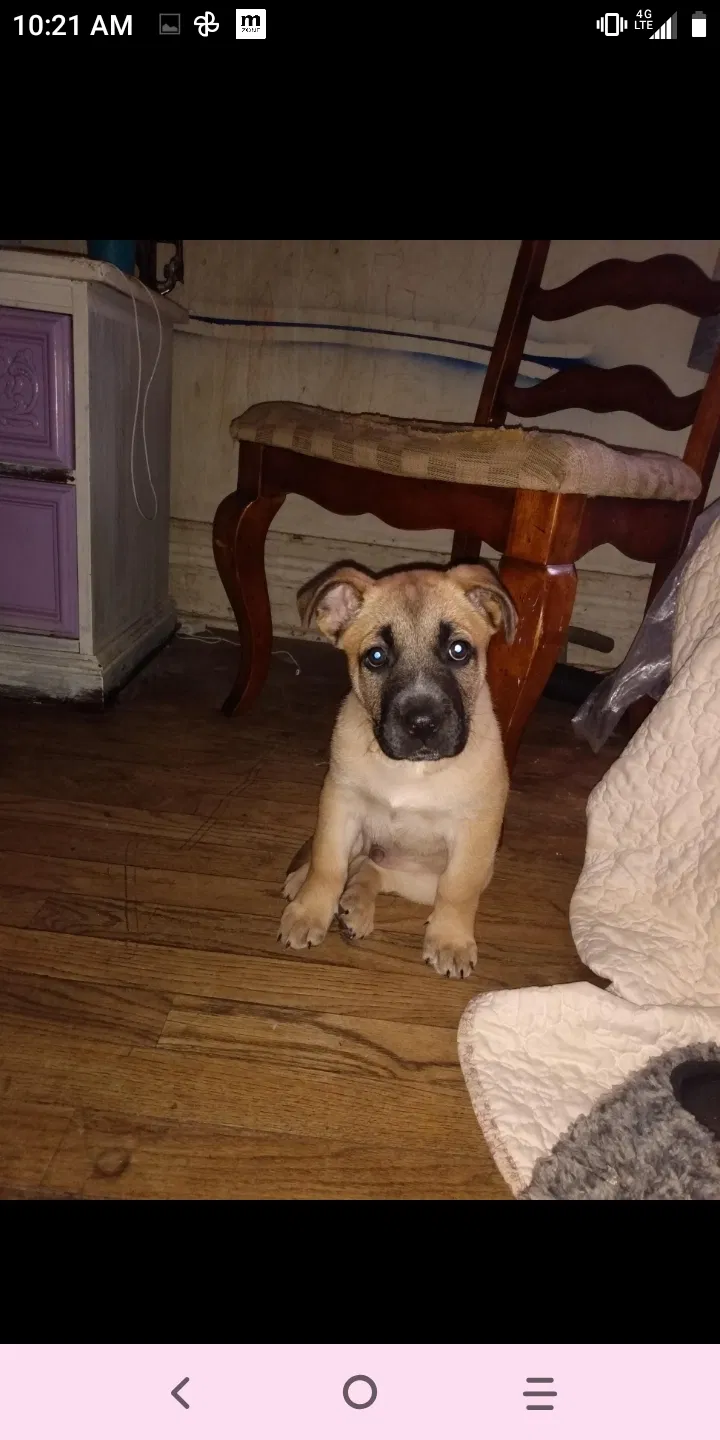 Lost dog in Syracuse, NY, 13204