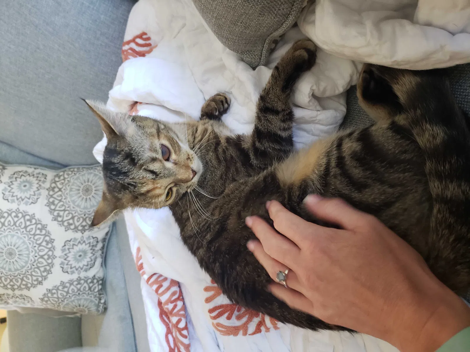 Lost cat in Port Saint Lucie, FL, 34953