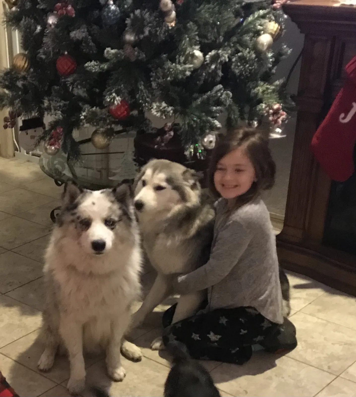 Lost dog in Spring Hill, FL, 34609