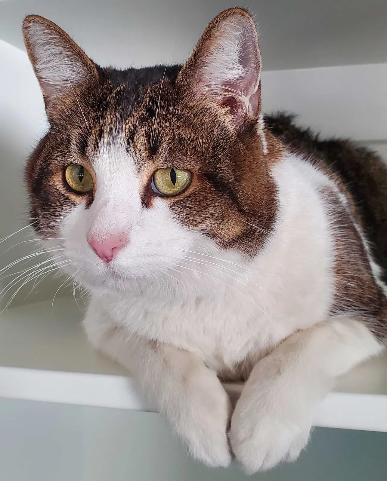 Lost cat in Covina, CA, 91724