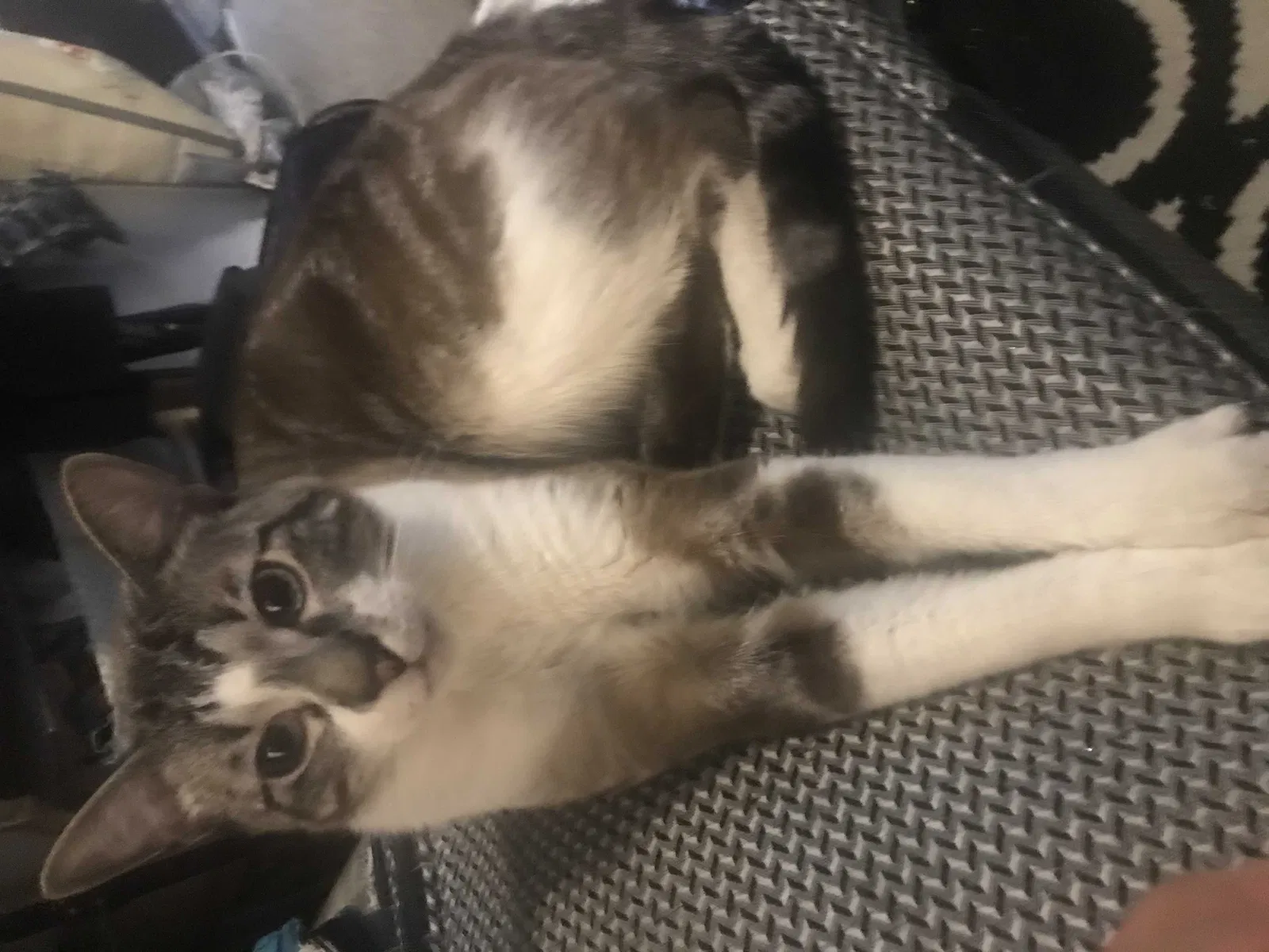 Lost cat in Wartburg, TN, 37887