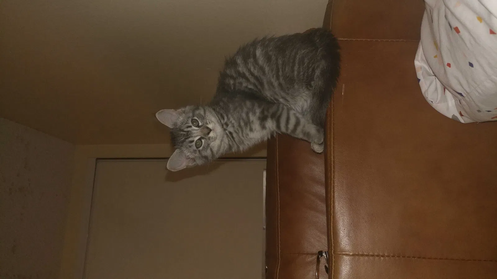 Lost cat in El Cajon, CA, 92021