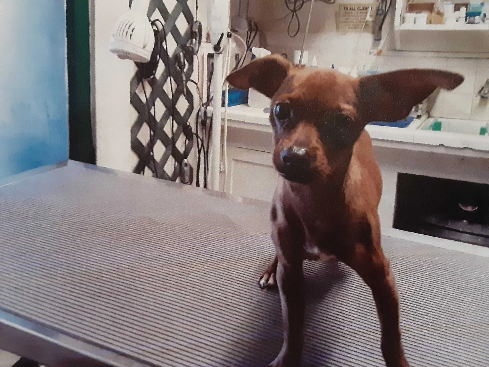 Lost dog in Fresno, CA, 93710
