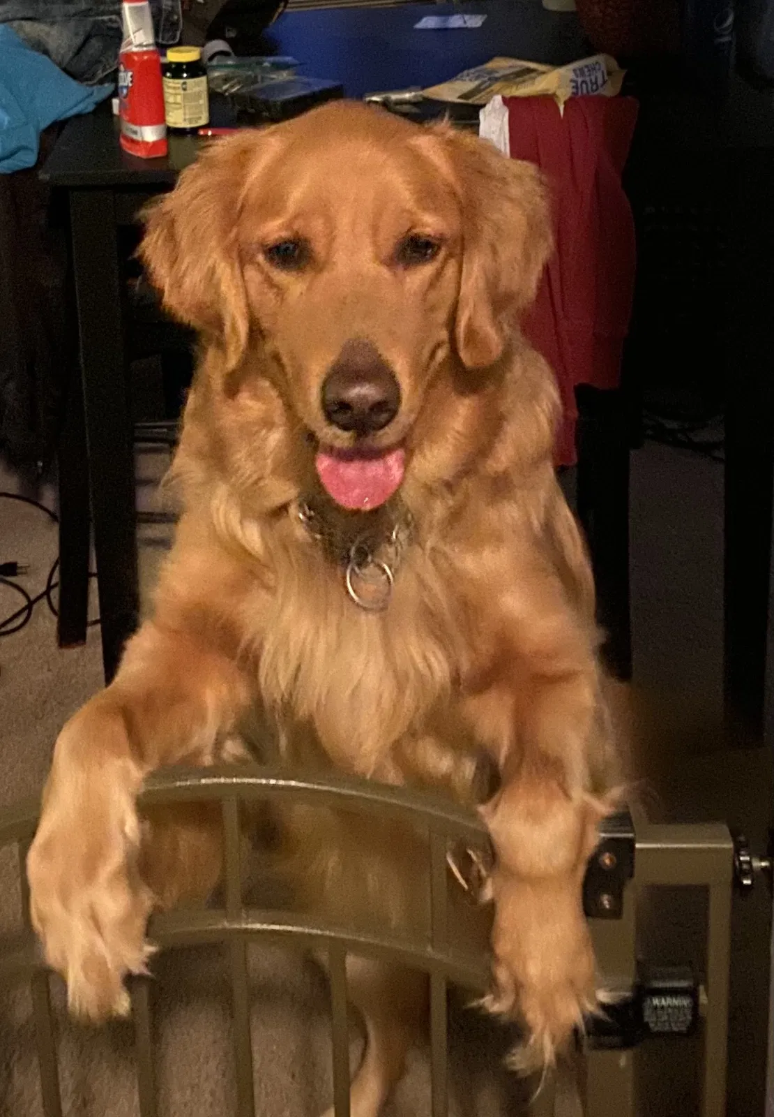 Lost dog in Bluff City, TN, 37618