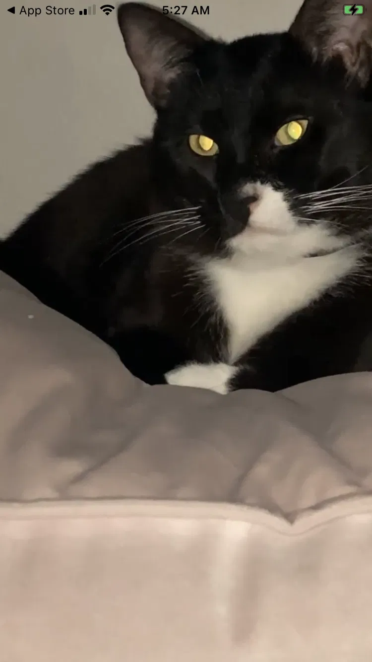 Lost cat in Anaheim, CA, 92805