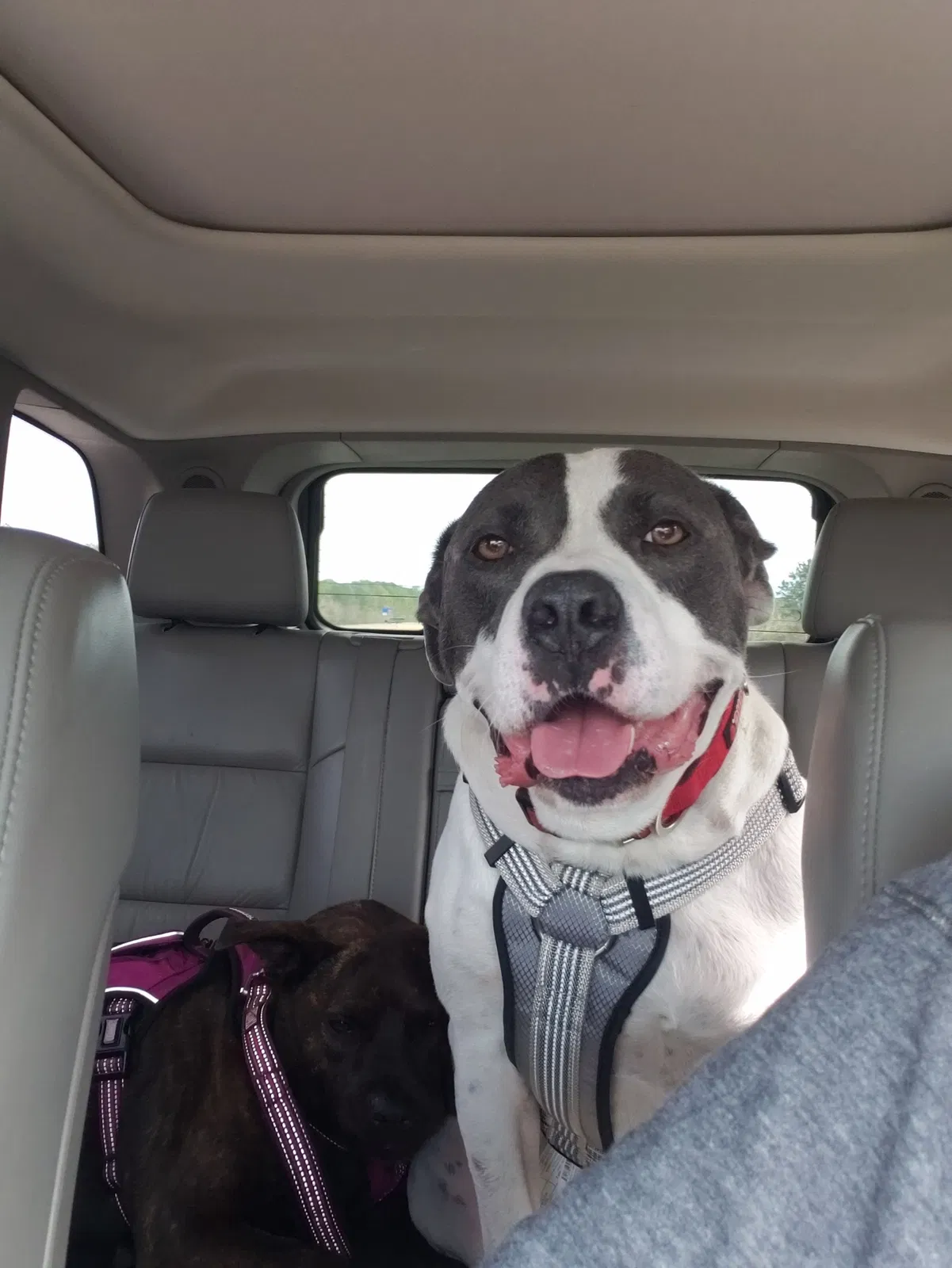 Lost dog in Marrero, LA, 70072