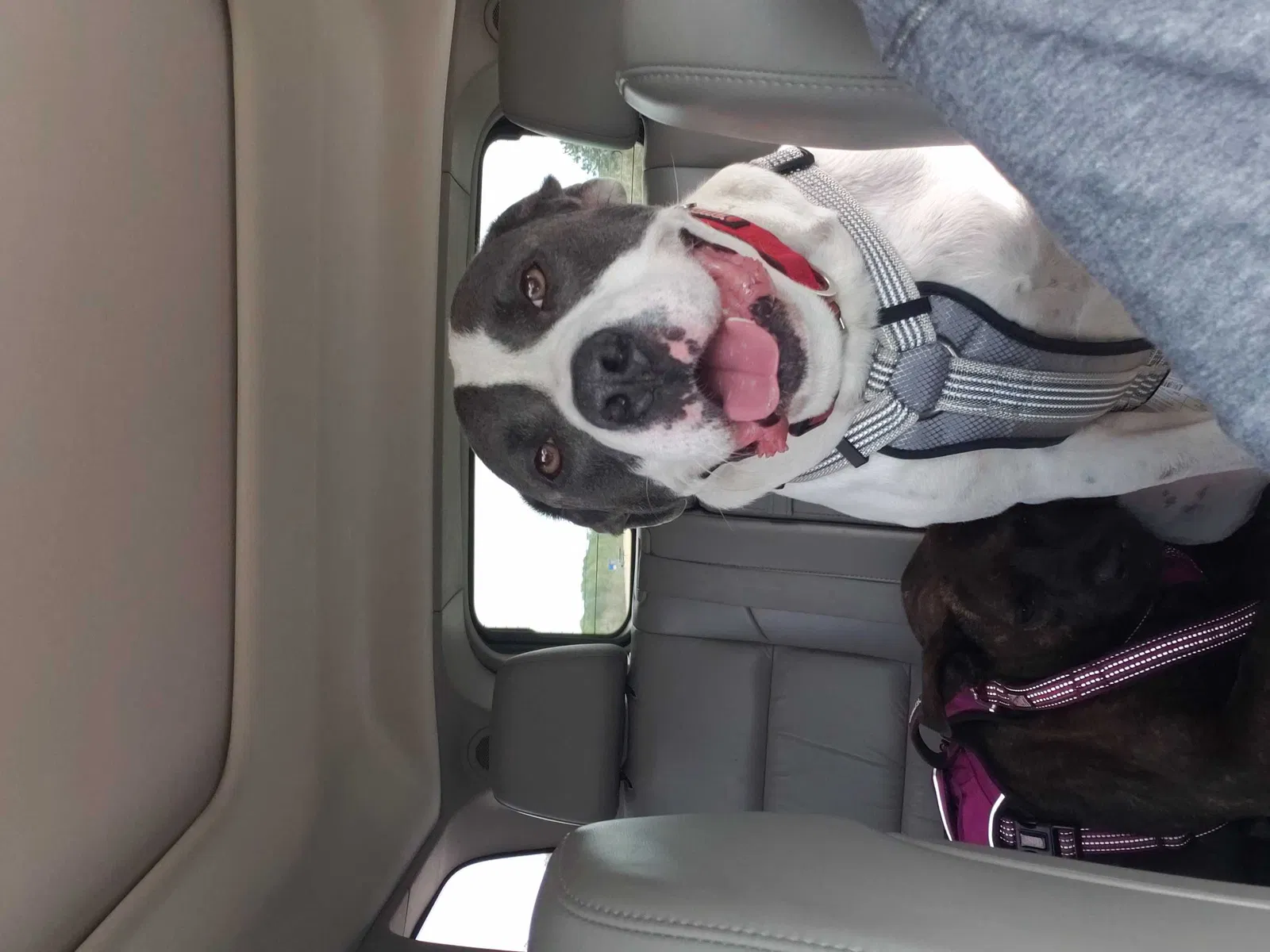 Lost dog in Marrero, LA, 70072
