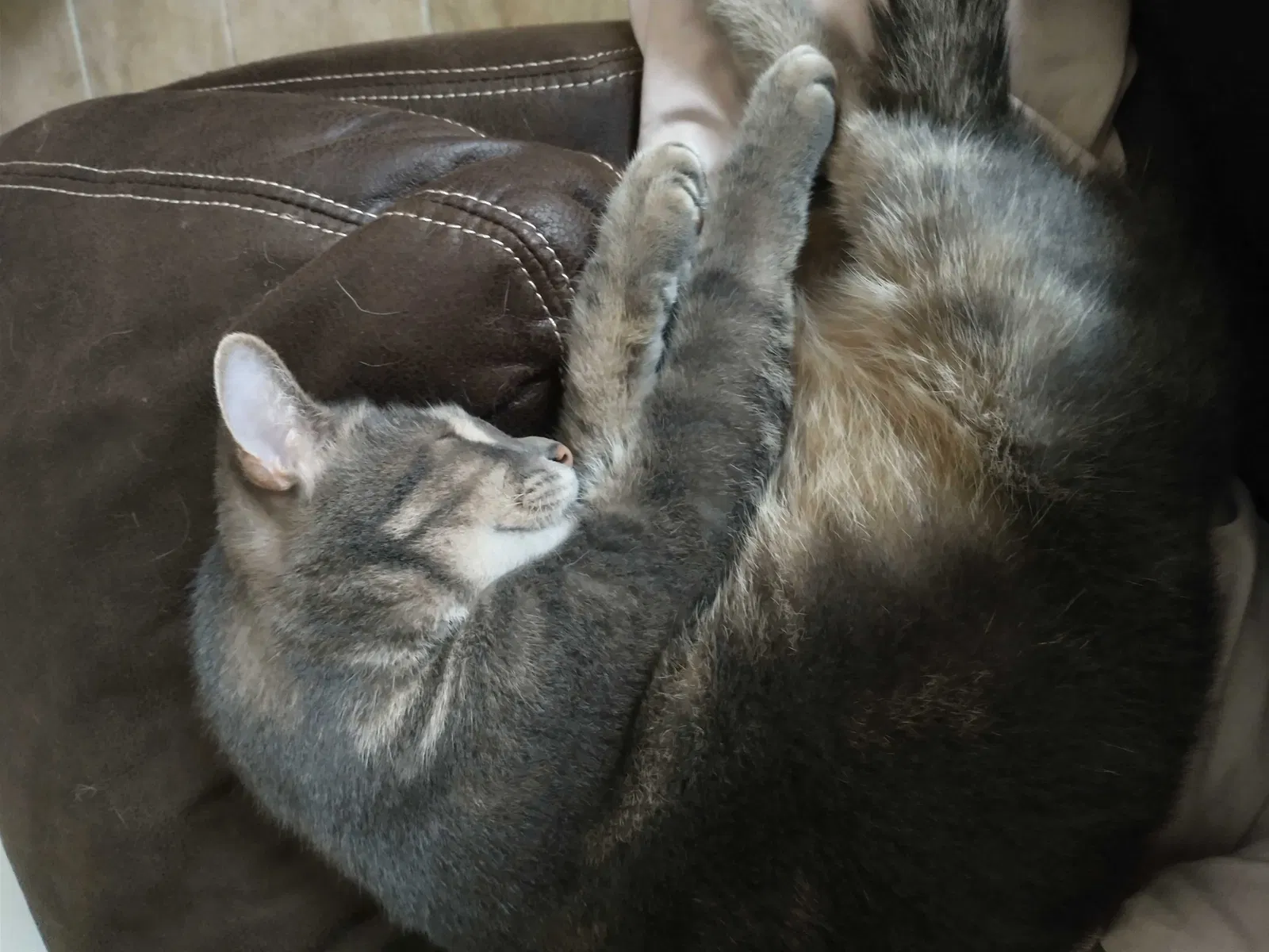 Lost cat in Owensboro, KY, 42303
