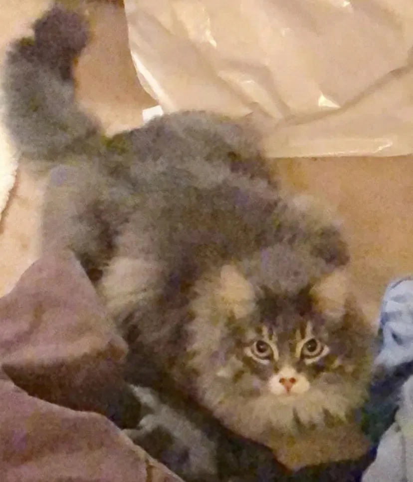 Lost cat in Alpine, WY, 83128