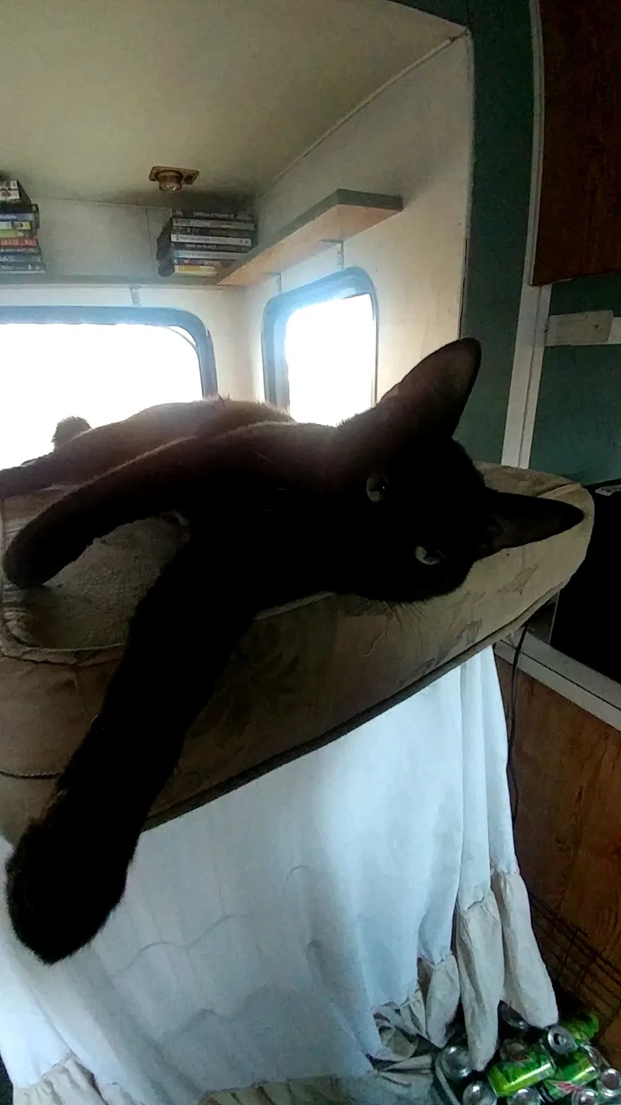 Lost cat in Hudson, MI, 49247