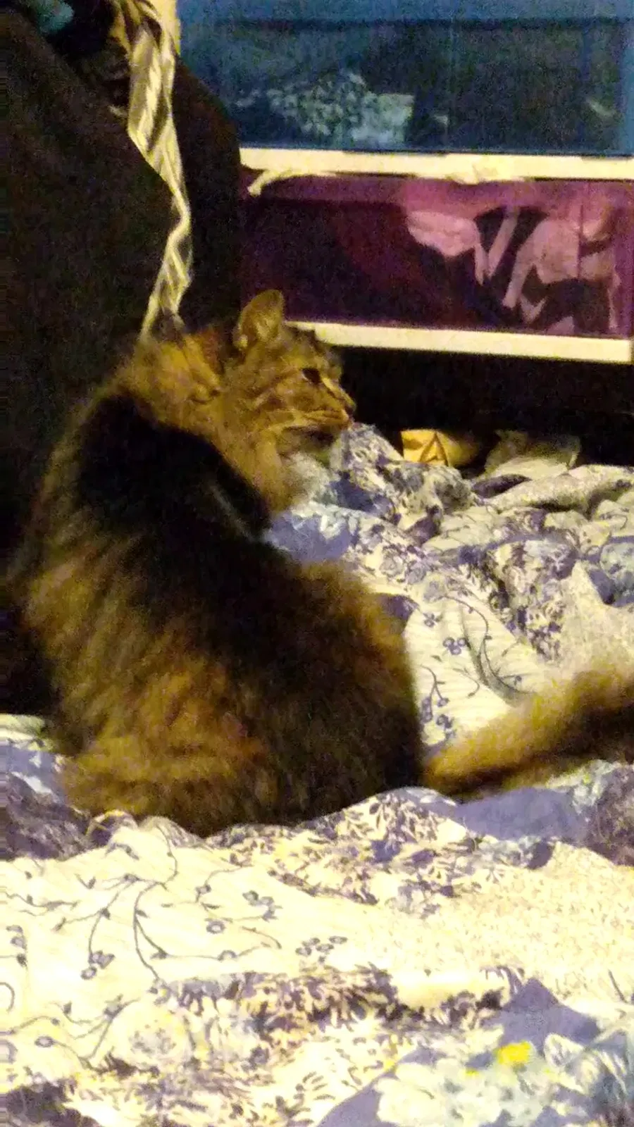 Lost cat in Washougal, WA, 98671
