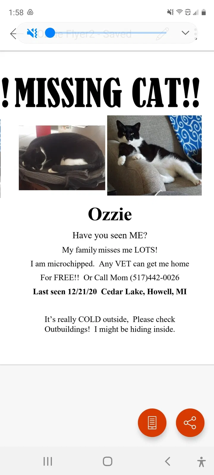 Lost cat in Howell, MI, 48843