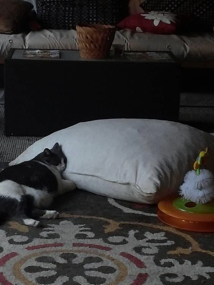 Lost cat in Fayetteville, AR, 72703
