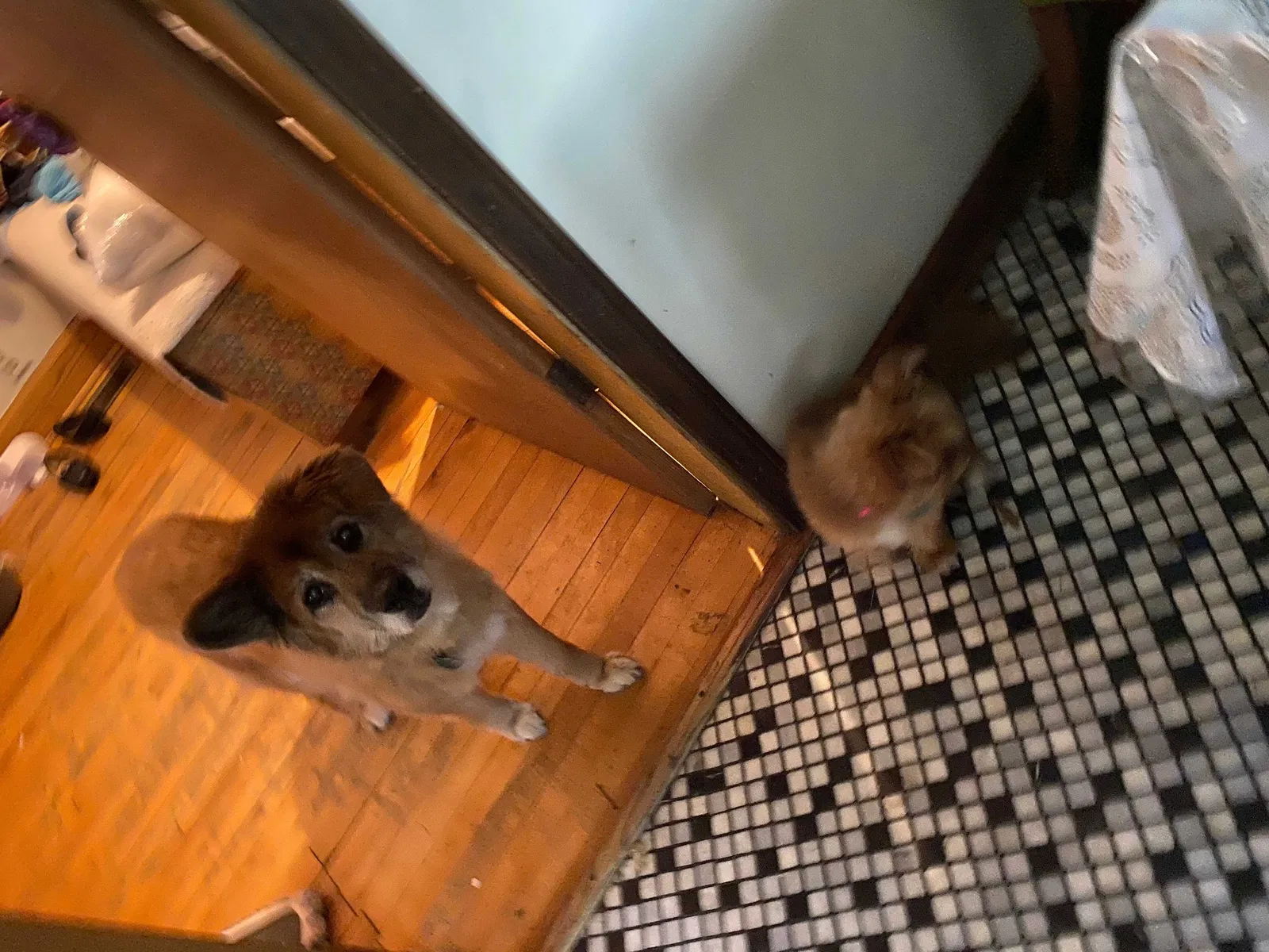 Lost dog in Chicago, IL, 60618