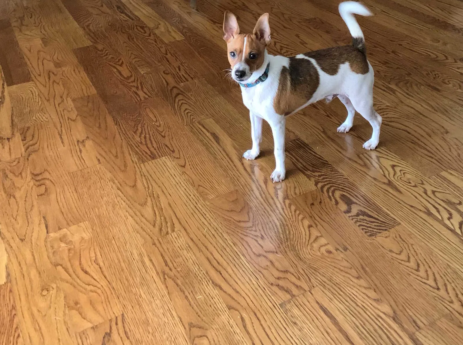 Lost dog in Los Angeles, CA, 90043