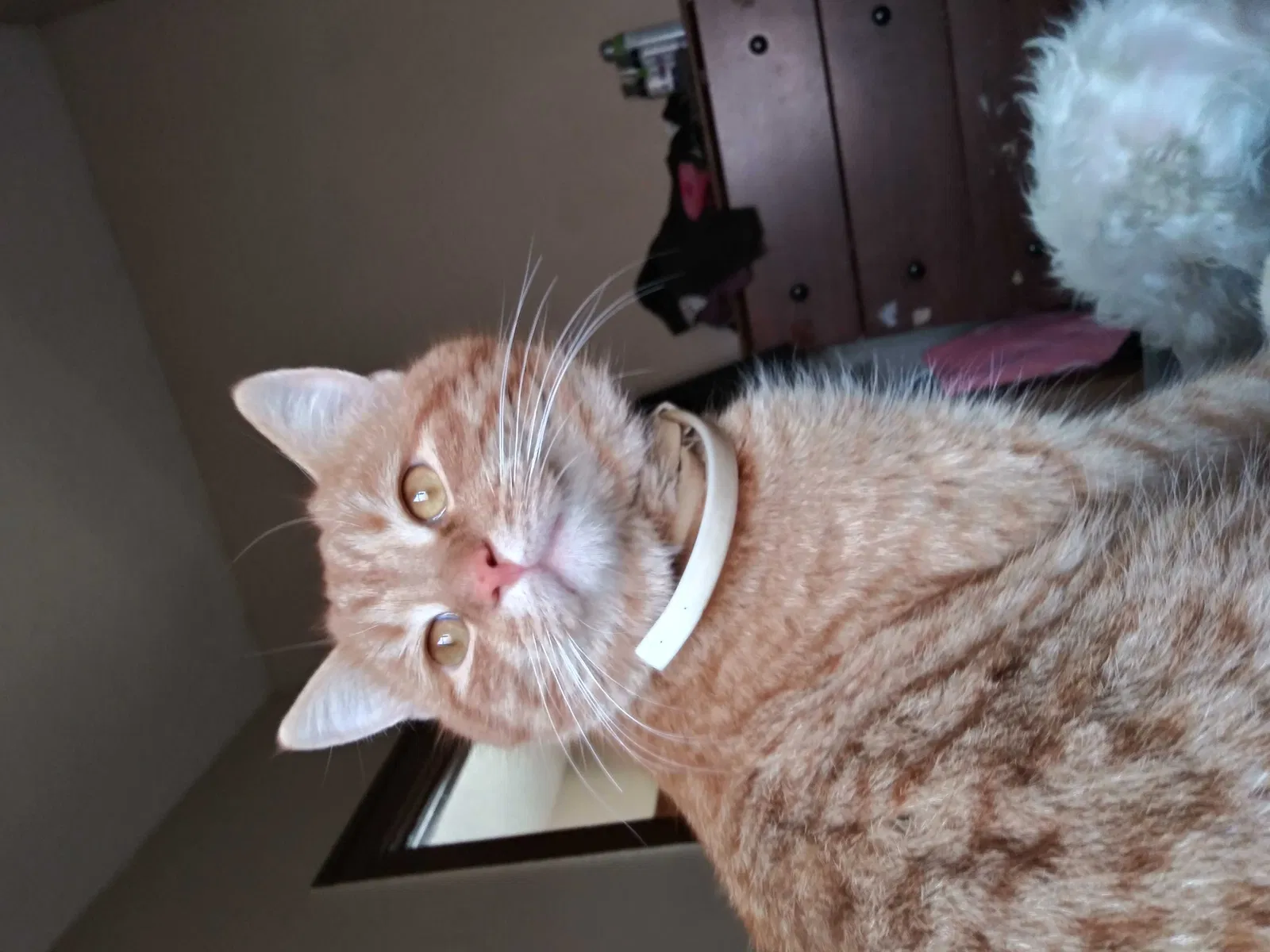 Lost cat in Wichita, KS, 67214