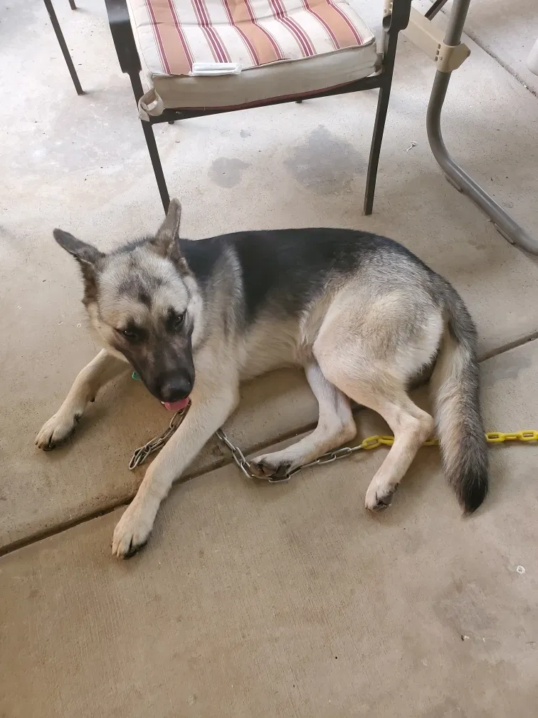 Lost dog in Selma, CA, 93662
